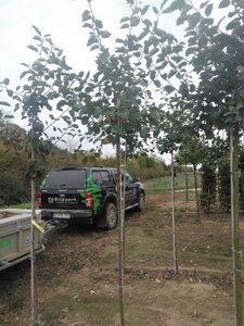 Malus d. 'Rode Boskoop' 8-10 Hoogstam wortelgoed - afbeelding 7