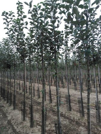 Malus d. 'Rode Boskoop' 8-10 Hoogstam wortelgoed - afbeelding 5