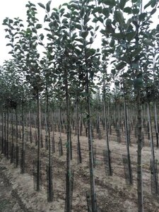 Malus d. 'Rode Boskoop' 8-10 Hoogstam wortelgoed - afbeelding 5