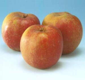 Malus d. 'Rode Boskoop' 8-10 Hoogstam wortelgoed - afbeelding 4