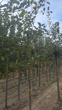 Malus d. 'Rode Boskoop' 8-10 Hoogstam wortelgoed - afbeelding 6