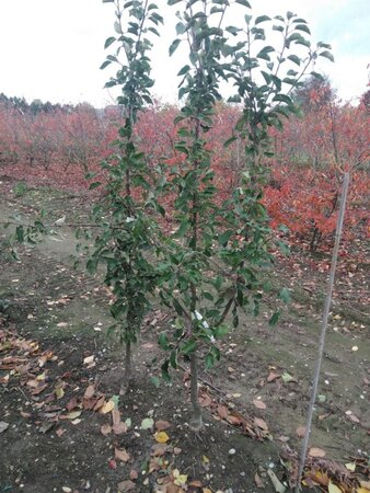 Malus d. 'Red Topaz' 2jr. A kwal. wortelgoed struik - afbeelding 2