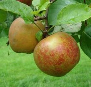 Malus d. 'Schone van Boskoop'=Goudreinette 10-12 Hoogstam wortelgoed - afbeelding 2