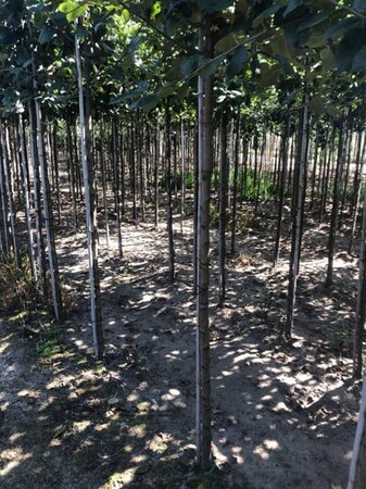 Malus d. 'Schone van Boskoop'=Goudreinette 10-12 Hoogstam wortelgoed - afbeelding 3