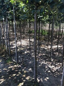 Malus d. 'Schone van Boskoop'=Goudreinette 10-12 Hoogstam wortelgoed - afbeelding 3