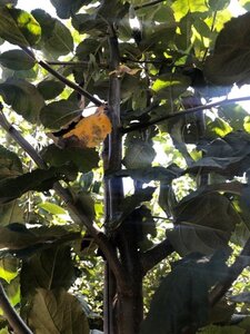 Malus d. 'Schone van Boskoop'=Goudreinette 10-12 Hoogstam wortelgoed - afbeelding 4