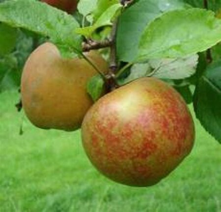 Malus d. 'Schone van Boskoop'=Goudreinette 6-8 Hoogstam wortelgoed - afbeelding 2