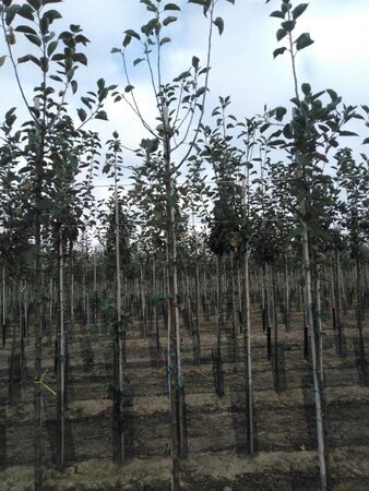 Malus d. 'Schone van Boskoop'=Goudreinette 6-8 Hoogstam wortelgoed - afbeelding 5