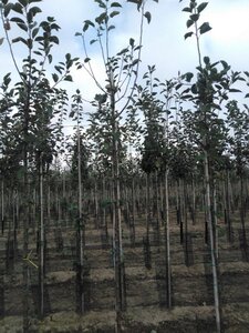 Malus d. 'Schone van Boskoop'=Goudreinette 6-8 Hoogstam wortelgoed - afbeelding 5