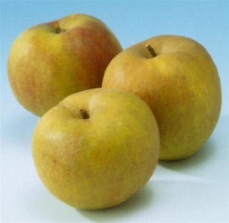 Malus d. 'Schone van Boskoop'=Goudreinette 6-8 Hoogstam wortelgoed - afbeelding 3