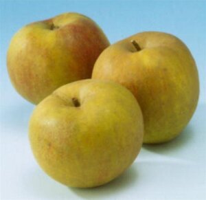 Malus d. 'Schone van Boskoop'=Goudreinette 6-8 Hoogstam wortelgoed - afbeelding 3