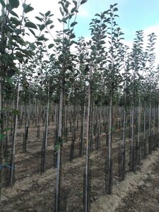 Malus d. 'Schone van Boskoop'=Goudreinette 8-10 Hoogstam wortelgoed - afbeelding 2