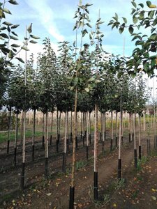 Malus d. 'Transparente Blanche' (vroeg)'=Weisser Klarapfel= oogst 10-12 Hoogstam wortelgoed - afbeelding 5