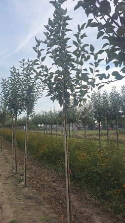 Malus d. 'Transparente Blanche' (vroeg)'=Weisser Klarapfel= oogst 10-12 Hoogstam wortelgoed - afbeelding 4