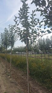 Malus d. 'Transparente Blanche' (vroeg)'=Weisser Klarapfel= oogst 10-12 Hoogstam wortelgoed - afbeelding 4