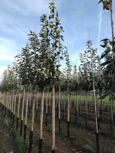 Malus d. 'Transparente Blanche' (vroeg)'=Weisser Klarapfel= oogst 12-14 Hoogstam wortelgoed 2 X verplant - afbeelding 6