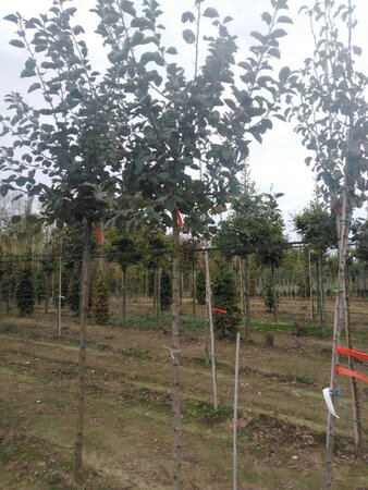 Malus d. 'Transparente Blanche' (vroeg)'=Weisser Klarapfel= oogst 12-14 Hoogstam wortelgoed 2 X verplant - afbeelding 5