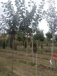 Malus d. 'Transparente Blanche' (vroeg)'=Weisser Klarapfel= oogst 12-14 Hoogstam wortelgoed 2 X verplant - afbeelding 5