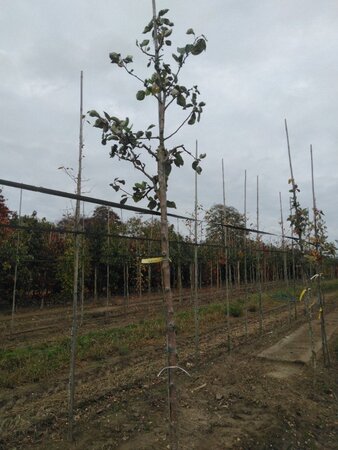 Malus d. 'Transparente Blanche' (vroeg)'=Weisser Klarapfel= oogst 12-14 Hoogstam wortelgoed 2 X verplant - afbeelding 7