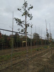 Malus d. 'Transparente Blanche' (vroeg)'=Weisser Klarapfel= oogst 12-14 Hoogstam wortelgoed 2 X verplant - afbeelding 7