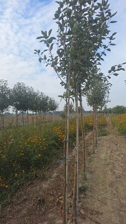 Malus d. 'Transparente Blanche' (vroeg)'=Weisser Klarapfel= oogst 6-8 Hoogstam wortelgoed - afbeelding 4