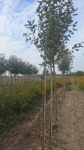 Malus d. 'Transparente Blanche' (vroeg)'=Weisser Klarapfel= oogst 6-8 Hoogstam wortelgoed - afbeelding 4