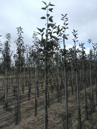 Malus d. 'Transparente Blanche' (vroeg)'=Weisser Klarapfel= oogst 6-8 Hoogstam wortelgoed - afbeelding 5
