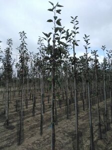 Malus d. 'Transparente Blanche' (vroeg)'=Weisser Klarapfel= oogst 6-8 Hoogstam wortelgoed - afbeelding 5