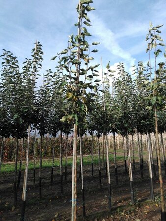 Malus d. 'Transparente Blanche' (vroeg)'=Weisser Klarapfel= oogst 6-8 Hoogstam wortelgoed - afbeelding 6