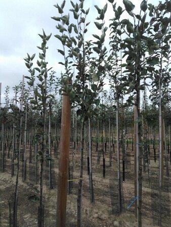 Malus d. 'Transparente Blanche' (vroeg)'=Weisser Klarapfel= oogst 8-10 Hoogstam wortelgoed - afbeelding 5