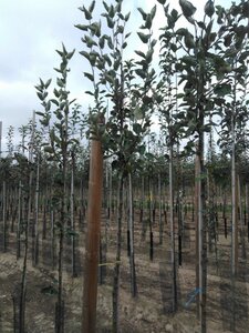 Malus d. 'Transparente Blanche' (vroeg)'=Weisser Klarapfel= oogst 8-10 Hoogstam wortelgoed - afbeelding 5