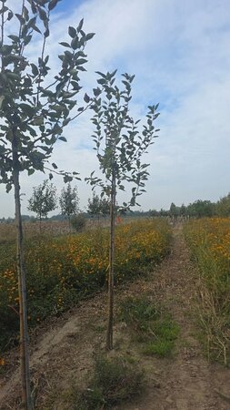 Malus d. 'Transparente Blanche' (vroeg)'=Weisser Klarapfel= oogst 8-10 STA4 BR - image 4