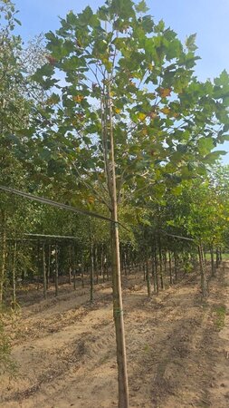 Platanus orientalis 16-18 Hoogstam draadkluit 3 X verplant - afbeelding 1