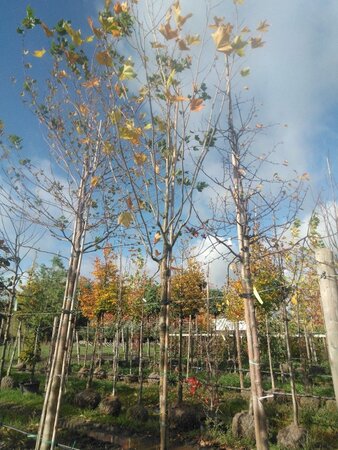 Platanus orientalis 16-18 Hoogstam draadkluit 3 X verplant - afbeelding 2
