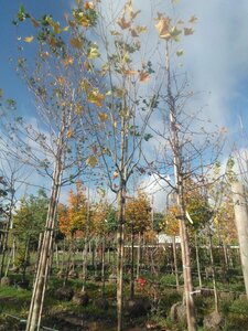 Platanus orientalis 16-18 Hoogstam draadkluit 3 X verplant - afbeelding 2