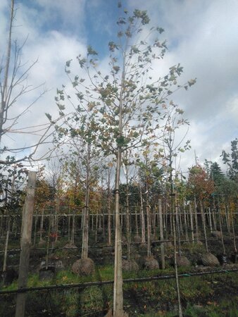 Platanus orientalis 20-25 Hoogstam draadkluit 3 X verplant - afbeelding 3