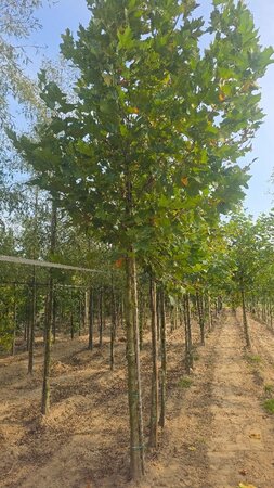 Platanus orientalis 20-25 Hoogstam draadkluit 3 X verplant - afbeelding 2