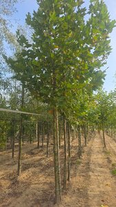 Platanus orientalis 20-25 Hoogstam draadkluit 3 X verplant - afbeelding 2