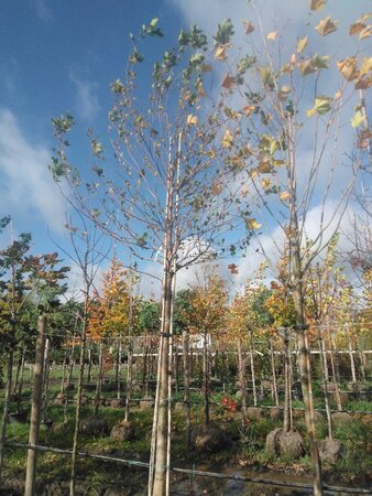 Platanus orientalis 20-25 STA WRB 3 X V - image 3