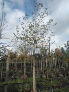 Platanus orientalis 20-25 STA WRB 3 X V