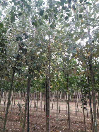 Populus alba 10-12 Hoogstam wortelgoed - afbeelding 3