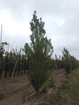 Populus nigra 'Italica' 25-30 cm draadkluit geveerd 4 X verplant