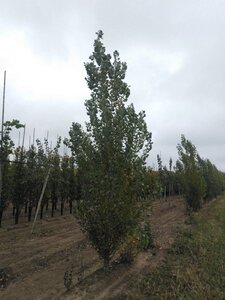 Populus nigra 'Italica' 25-30 cm draadkluit geveerd 4 X verplant