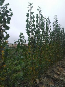 Populus nigra 'Italica' 6-8 cm wortelgoed geveerd - afbeelding 2