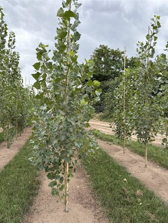 Populus nigra 'Italica' 6-8 cm wortelgoed geveerd - afbeelding 1
