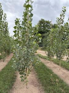 Populus nigra 'Italica' 6-8 cm wortelgoed geveerd - afbeelding 1