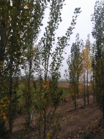Populus nigra 'Italica' 8-10 cm wortelgoed geveerd - afbeelding 1