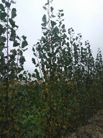 Populus nigra 'Italica' 8-10 cm wortelgoed geveerd - afbeelding 2