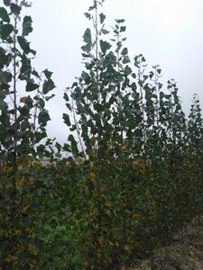 Populus nigra 'Italica' 8-10 cm wortelgoed geveerd - afbeelding 2