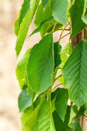 Prunus a. 'Big. Blanc et Rose' 35-40 Hoogstam draadkluit 4 X verplant - afbeelding 3